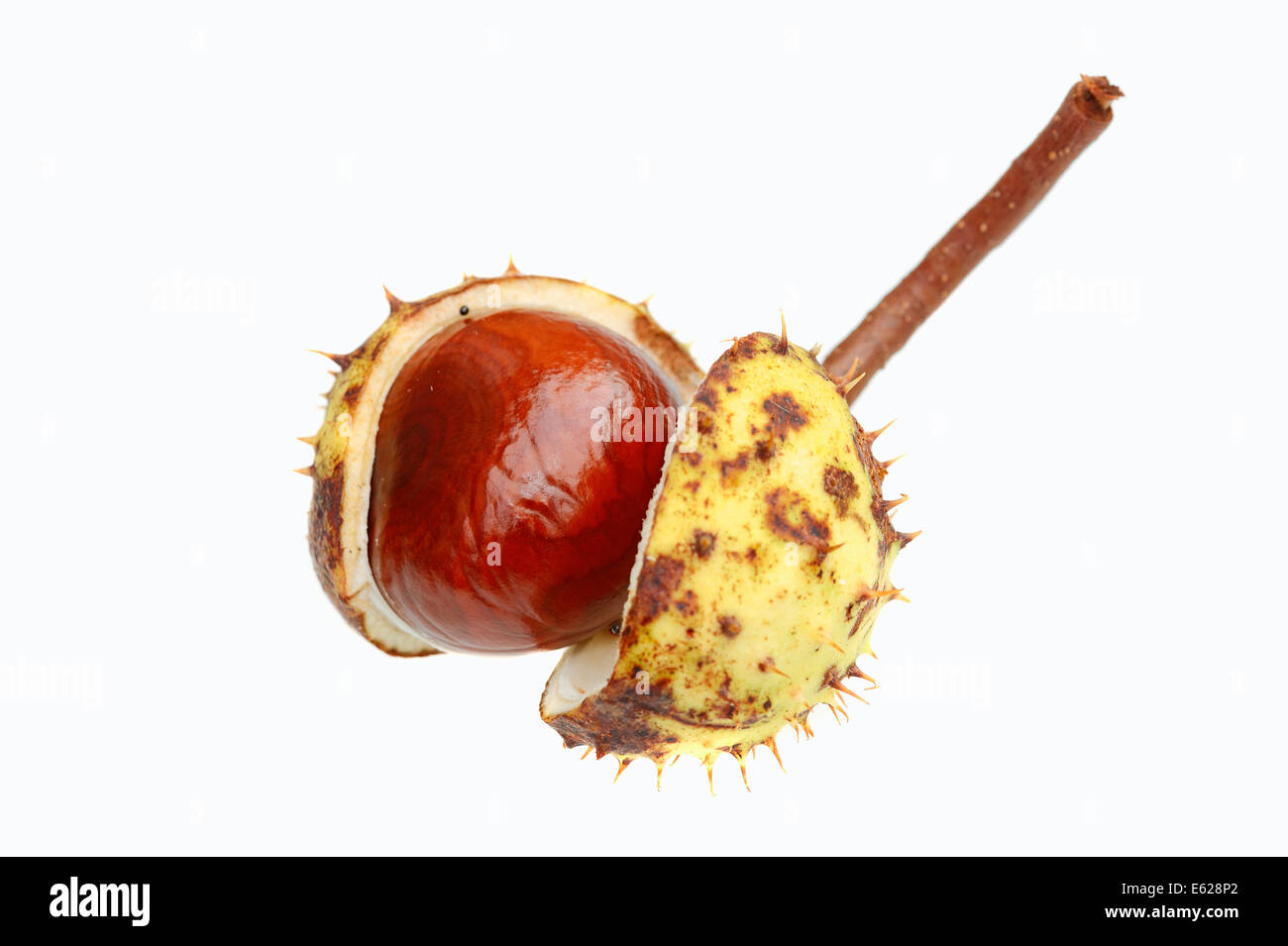 Horse Chestnut or Conker Tree (Aesculus hippocastanum), fruit Stock Photo