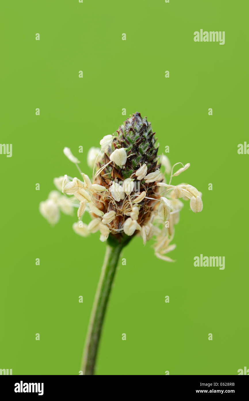 English Plantain, Narrow Leaf Plantain or Ribwort Plantain (Plantago lanceolata), North Rhine-Westphalia, Germany Stock Photo