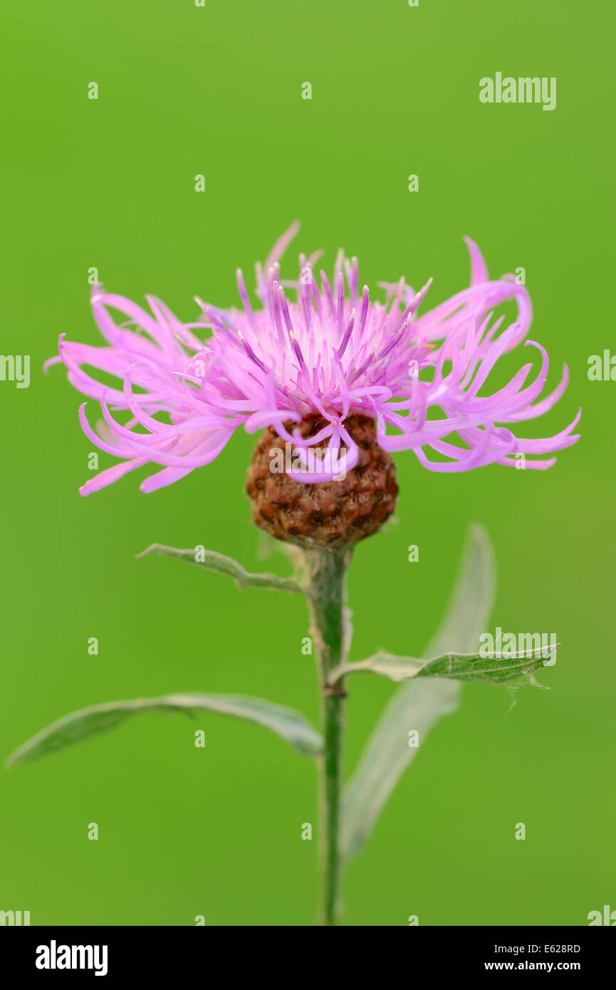 Brown Knapweed or Brownray Knapweed (Centaurea jacea), North Rhine-Westphalia, Germany Stock Photo