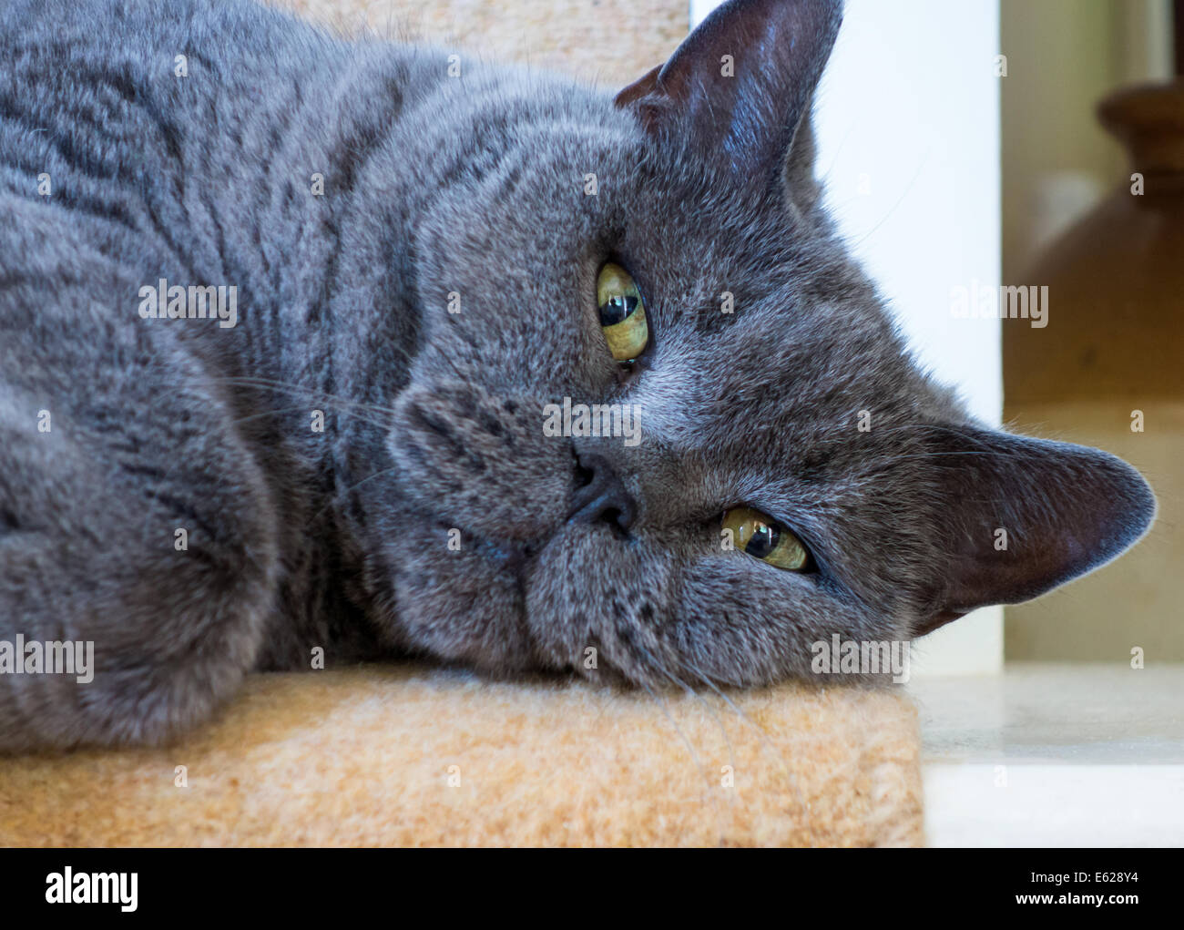 Devon, England. August 2014. A mature male British Blue cat lounges at on the bottom of a flight of stairs. Stock Photo