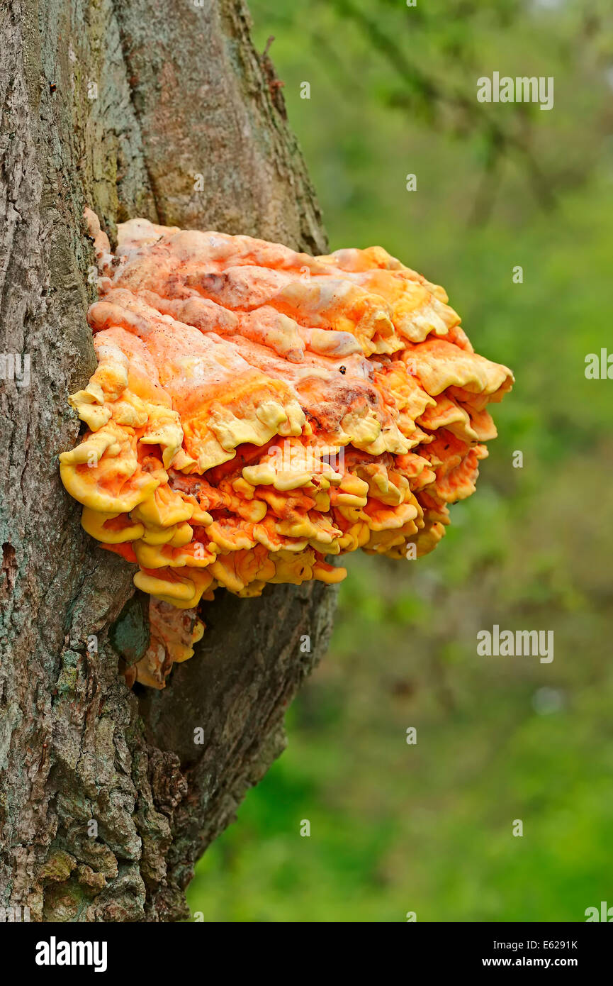 Sulphur Shelf, Chicken of the Woods, Chicken Mushroom or Chicken Fungus (Laetiporus sulphureus), Netherlands Stock Photo