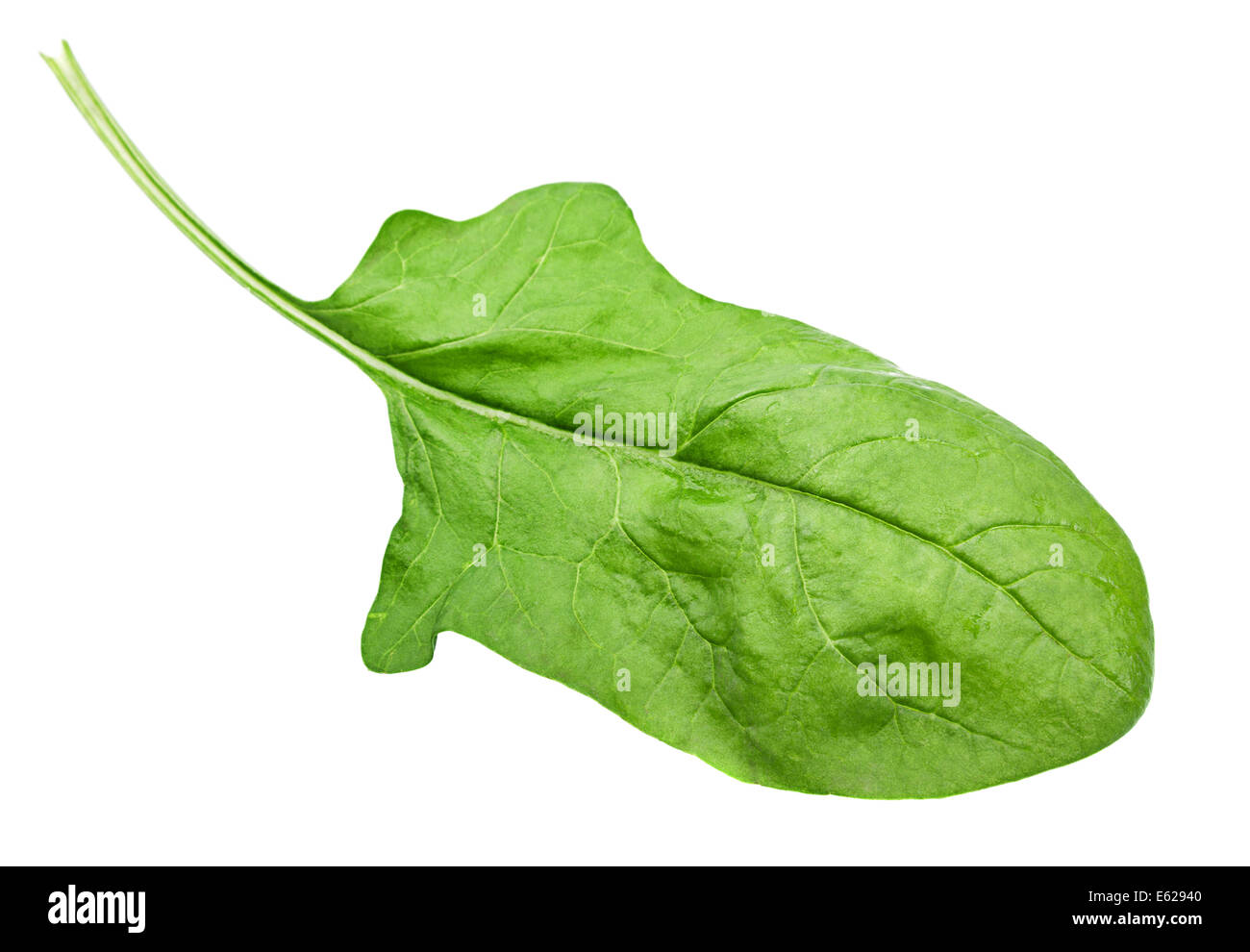 Spinach leaf closeup isolated on white Stock Photo Alamy