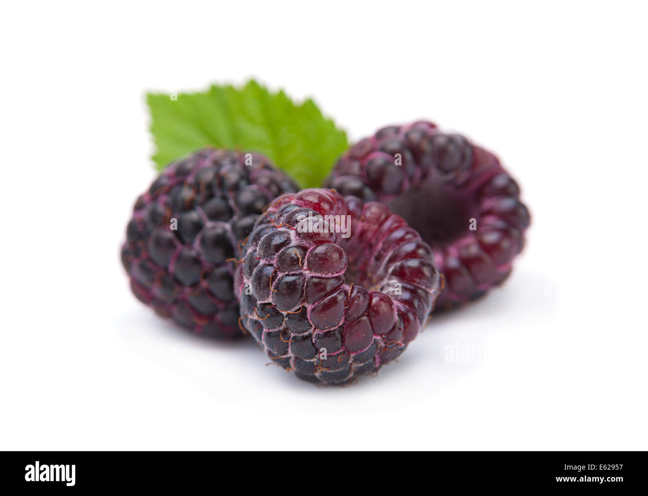 Cumberland black raspberry berry hi-res stock photography and images ...
