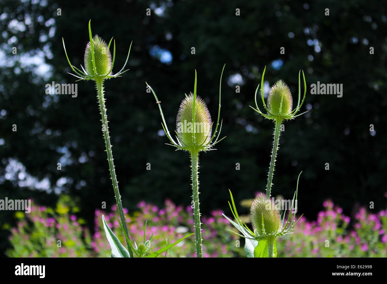 Stunning Wild Flowers, Common Teasels, prickly stems, conical heads and crown like edges Stock Photo