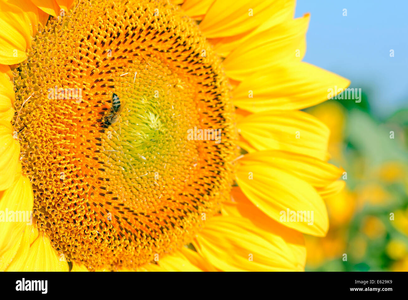 Honey Bee (Apis mellifera) on Sunflower (Helianthus annuus) Stock Photo