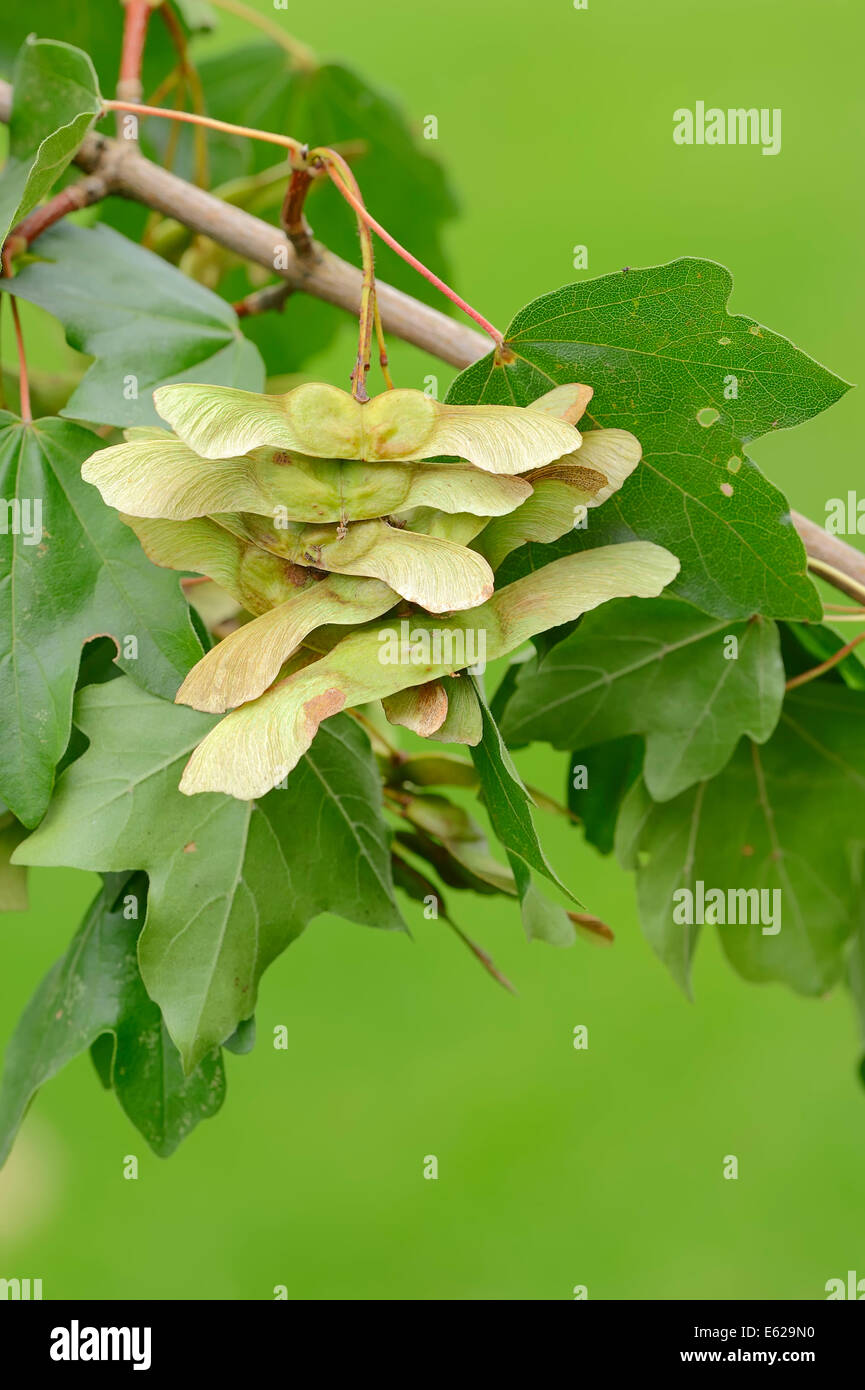 Field Maple or Hedge Maple (Acer campestre), fruits, North Rhine-Westphalia, Germany Stock Photo