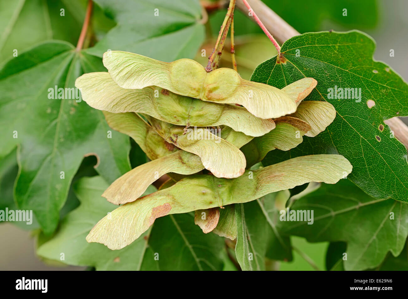 Field Maple or Hedge Maple (Acer campestre), fruits, North Rhine-Westphalia, Germany Stock Photo
