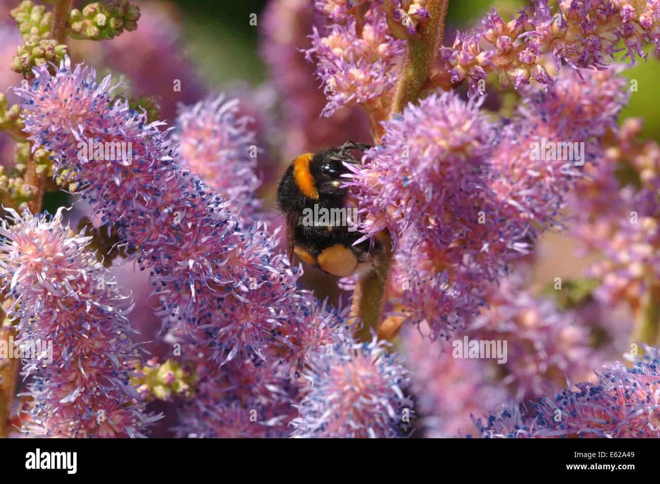 Buff-Tailed Bumble Bee ( (Bombus terrestris)) On Astilbe Flowers Stock Photo