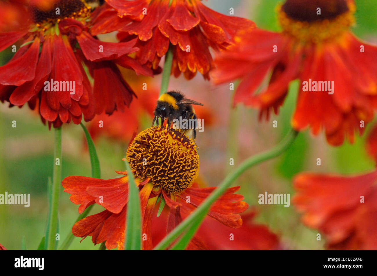 Buff-Tailed Bumble Bee (Bombus terrestris) On Helenium Flowers Stock Photo