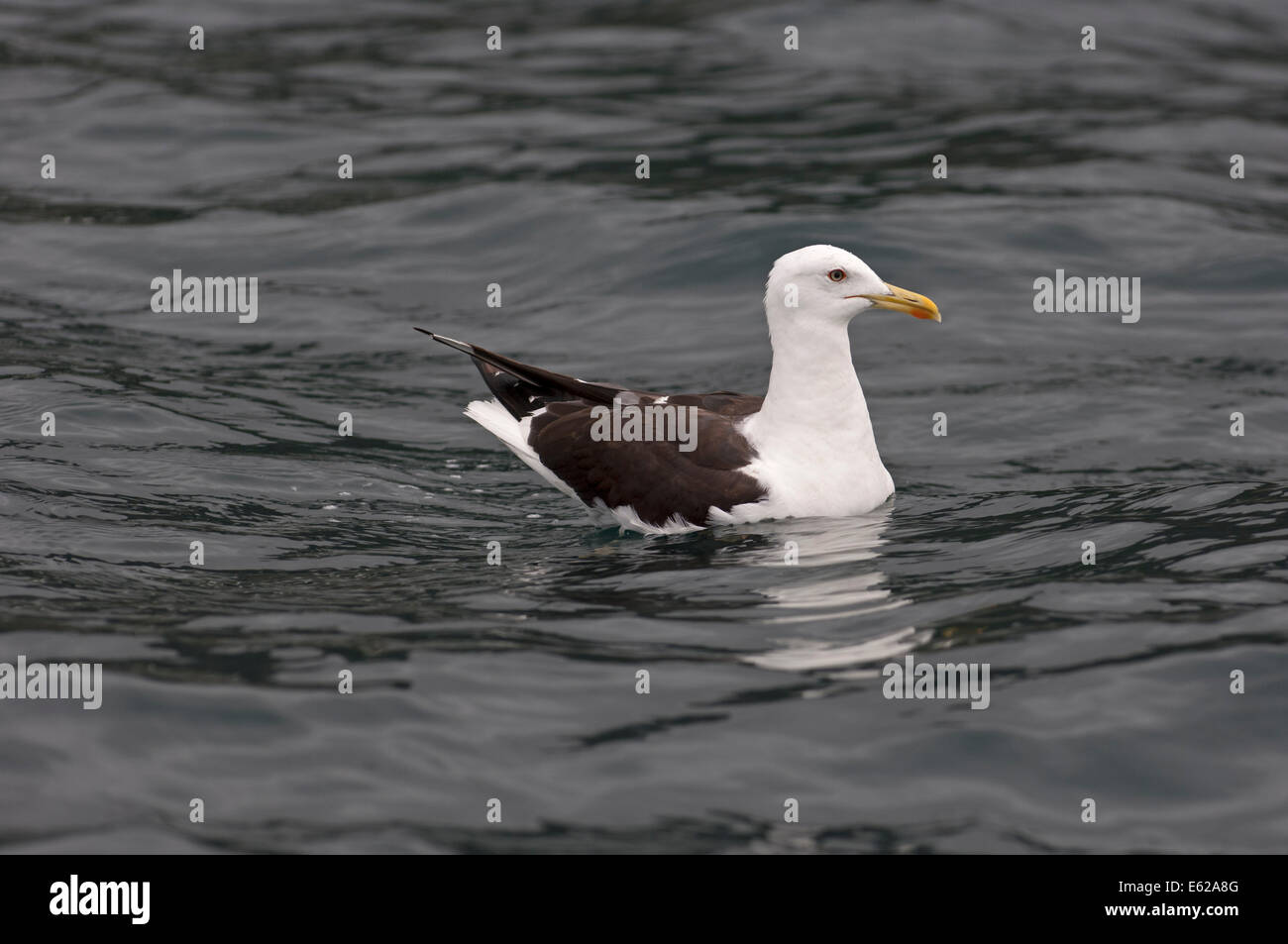 Lesser Black-backed Gull Larus fuscus intermedius Norway Stock Photo