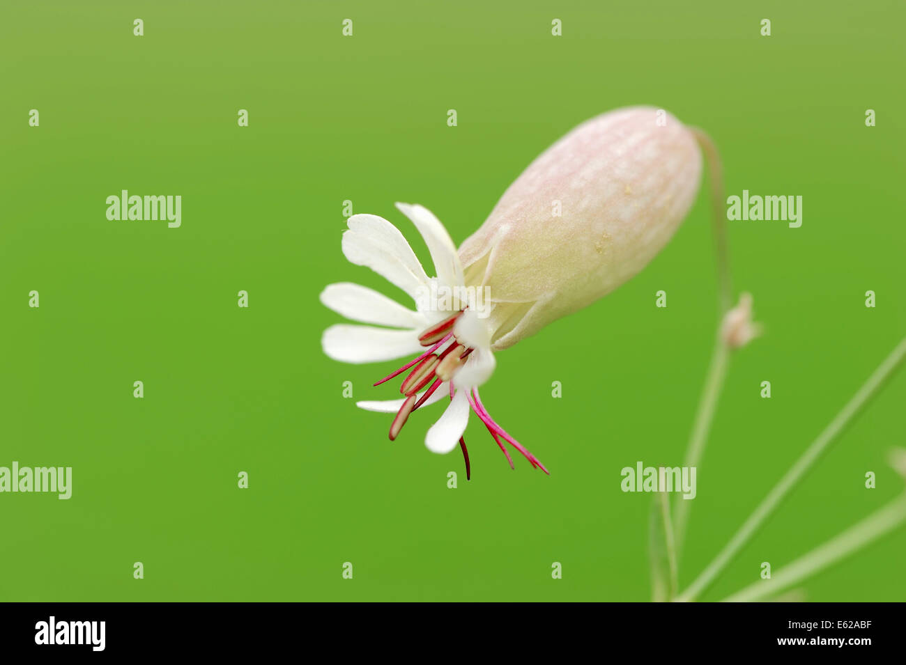 Bladder Campion (Silene vulgaris), North Rhine-Westphalia, Germany Stock Photo