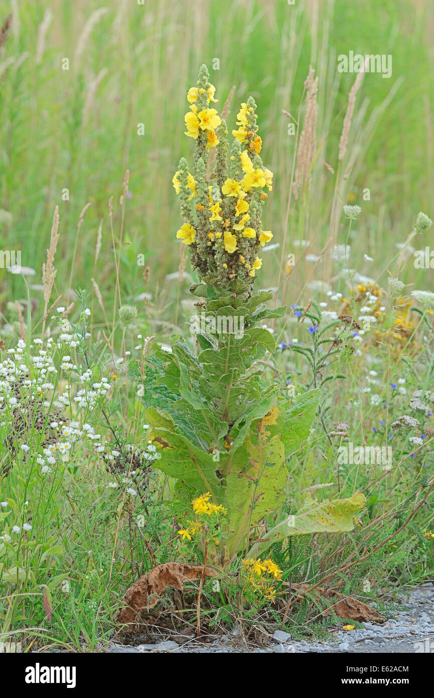 Dense-flower Mullein or Dense-flowered Mullein (Verbascum densiflorum), North Rhine-Westphalia, Germany Stock Photo