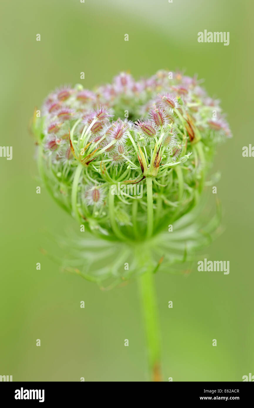 Wild Carrot (Daucus carota), North Rhine-Westphalia, Germany Stock Photo