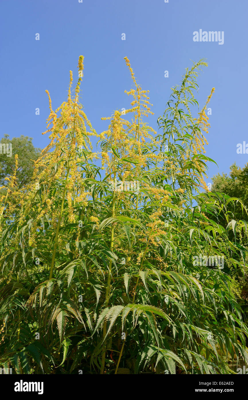 False Hemp or Asiatic Herb (Datisca cannabina) Stock Photo