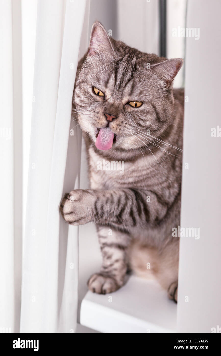 Crazy funny British short-haired cat with funny mug,crazy yellow eyes and protruding tongue Stock Photo