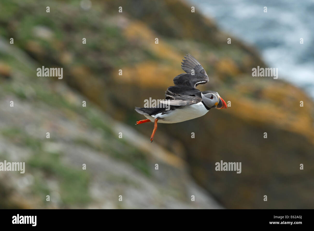 Puffin Fratercula arctica Sumburgh Shetland June Stock Photo