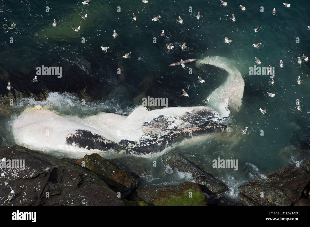Fulmars feeding on washed up Sperm Whale at base of cliffs at Hermaness Shetland Stock Photo