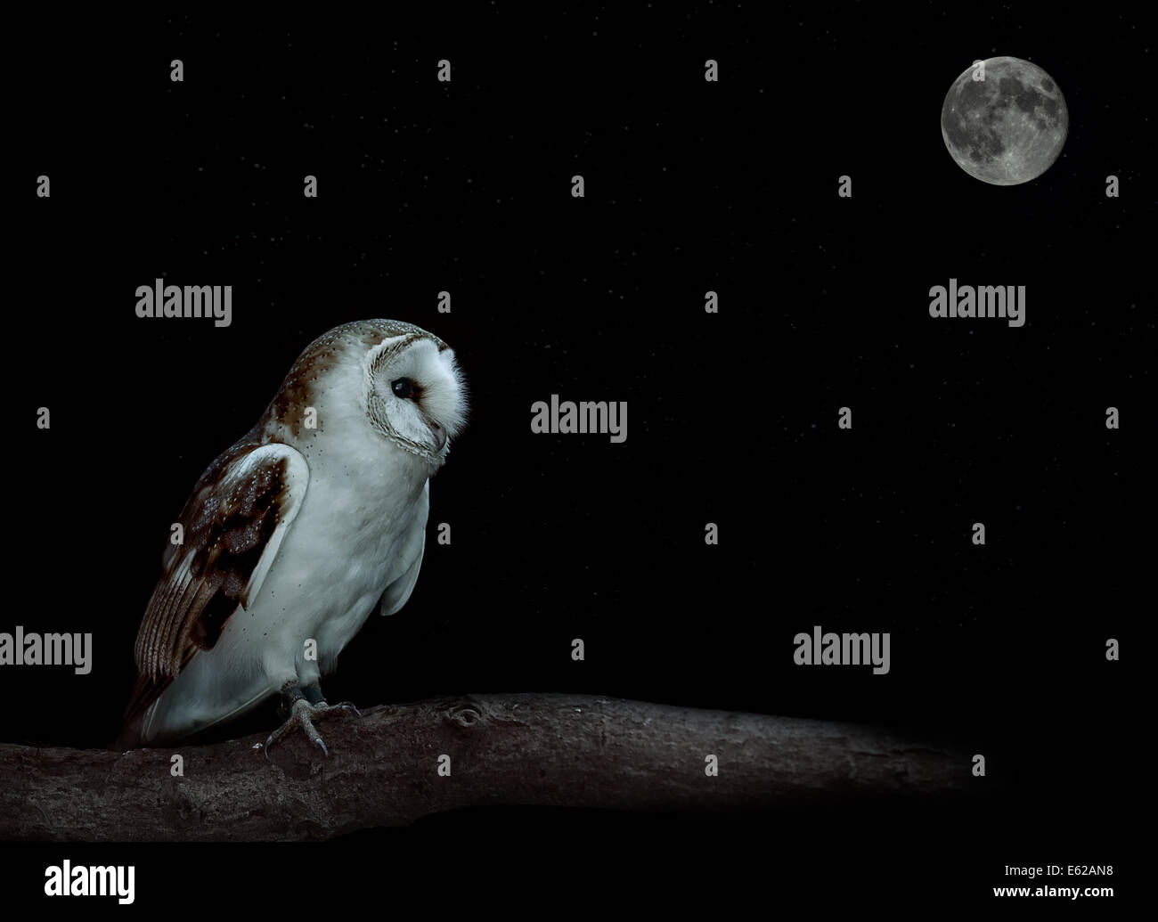 Owl Moon Night Stock Photos Owl Moon Night Stock Images Alamy