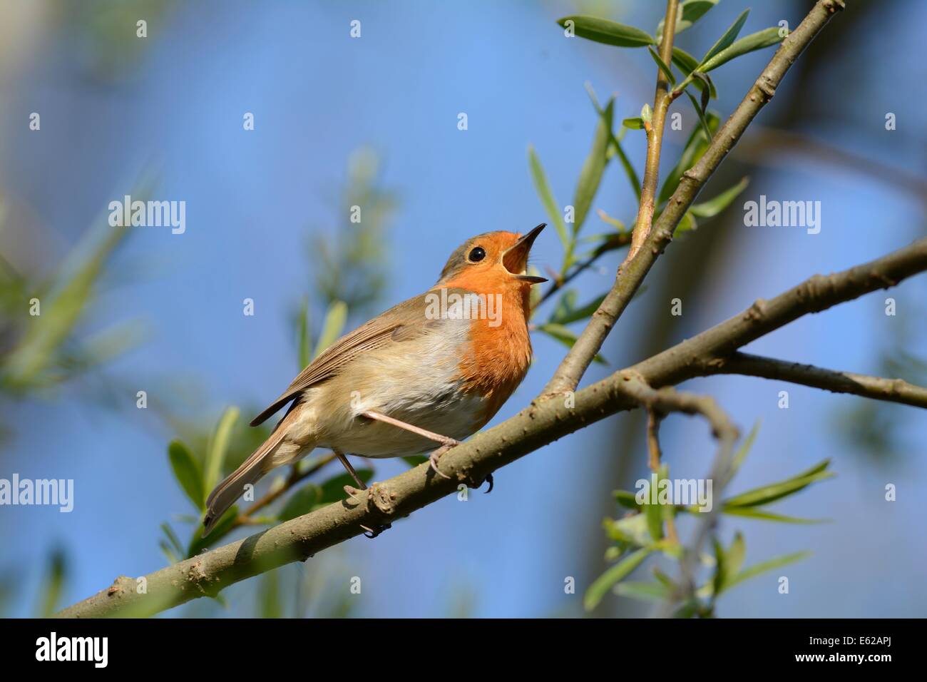 Robin Erithacus rubecula in song spring Norfolk Stock Photo