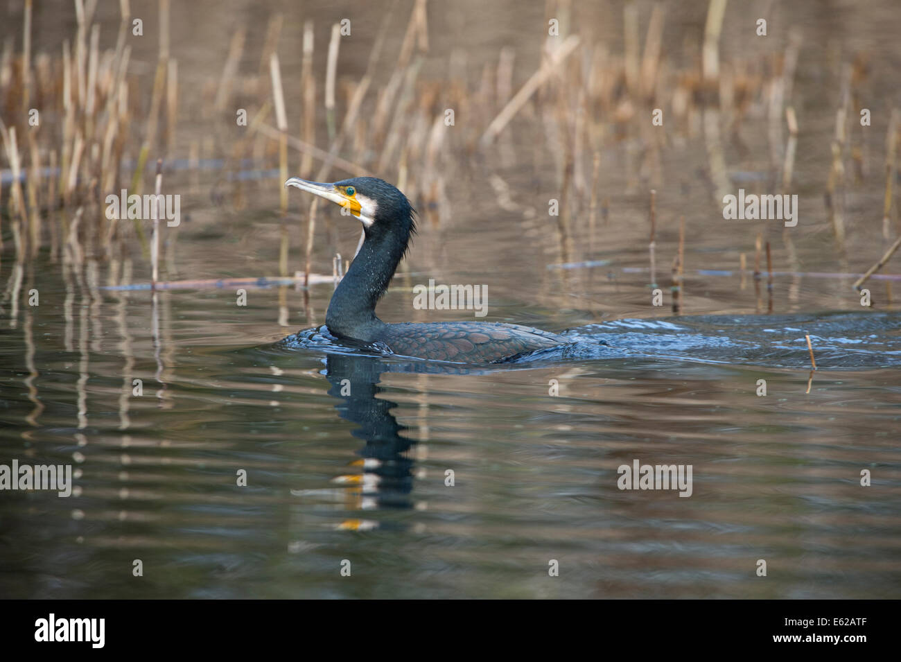 Cormorant Phalacrocorax carbo Hickling Broad Norfolk Stock Photo