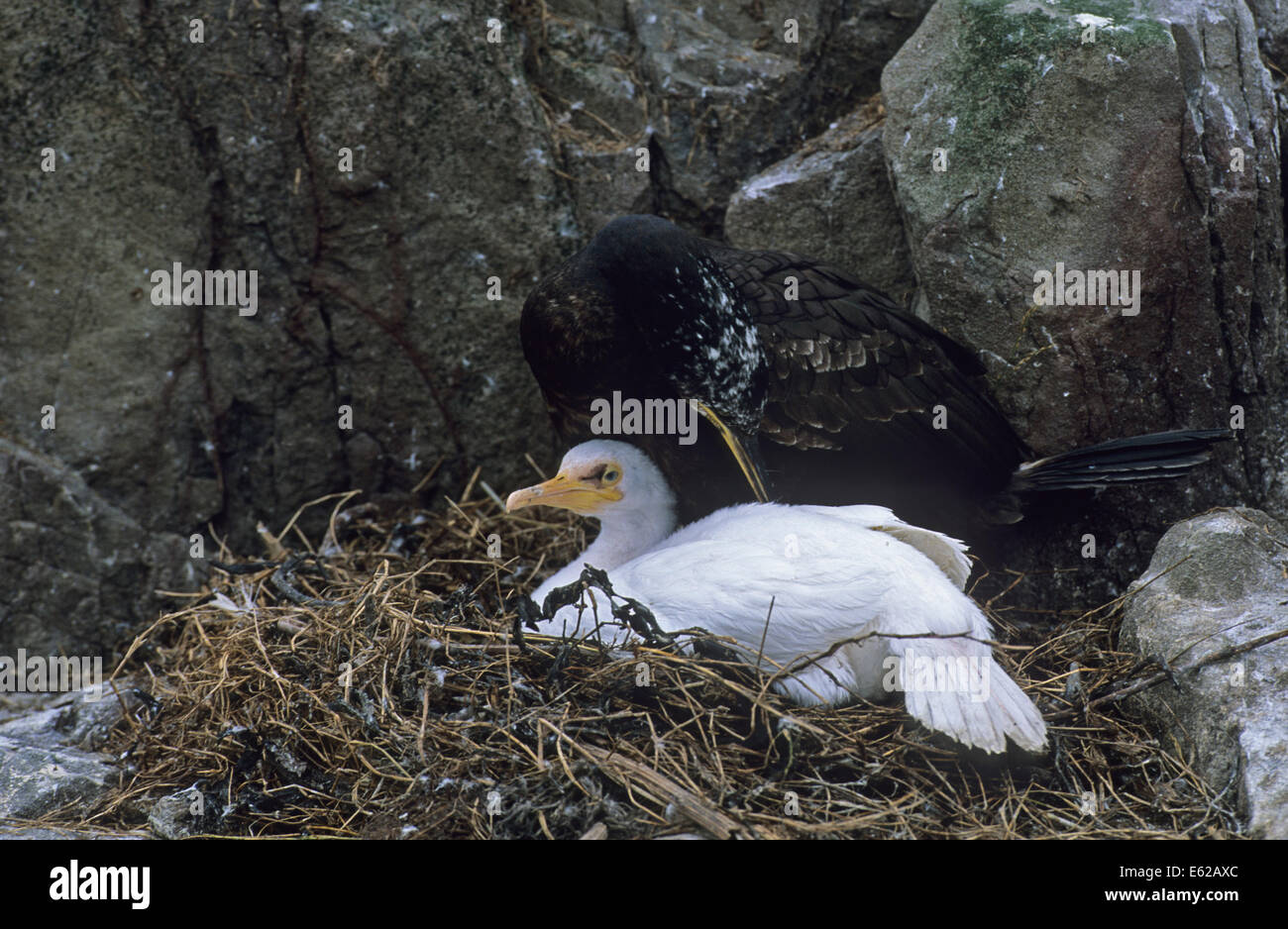Leucistic Shag on nest Farne Islands Stock Photo