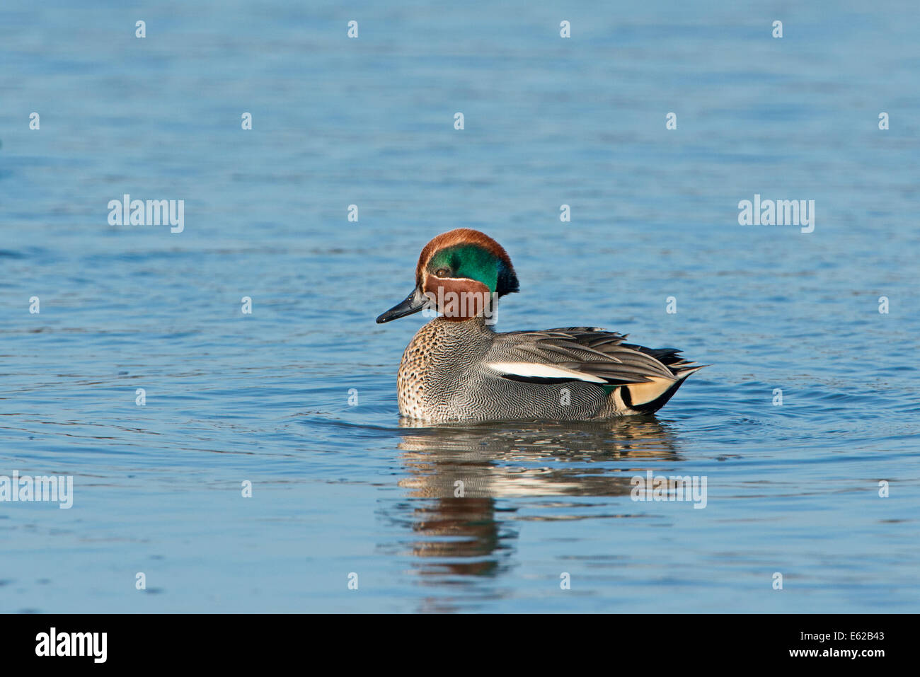 Eurasian Teal Anas crecca male displaying in tidal creek North Norfolk March Stock Photo