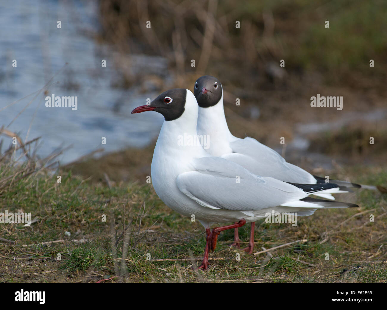 black-headed-gull-chroicocephalus-ridibundus-pair-in-breeding-plumage