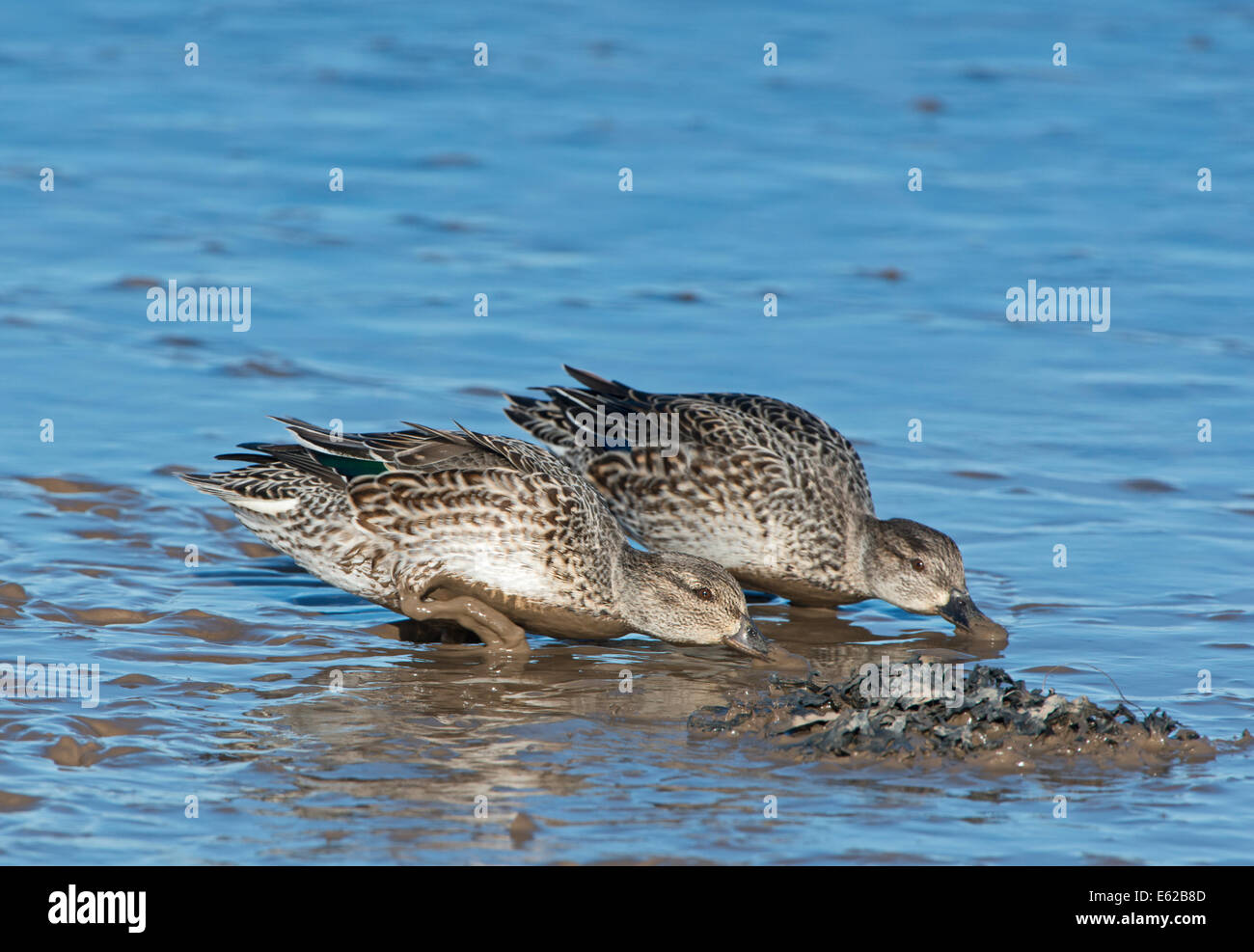 Eurasian Teal Anas crecca female Brancaster Norfolk February Stock Photo