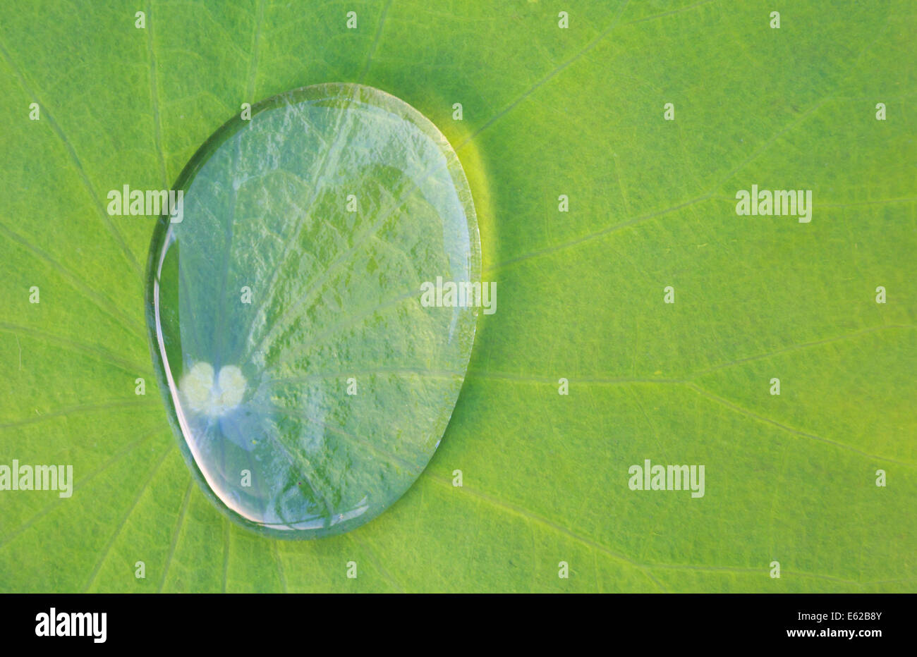 Closeup shot of a rain water drop on a green lotus leaf Stock Photo
