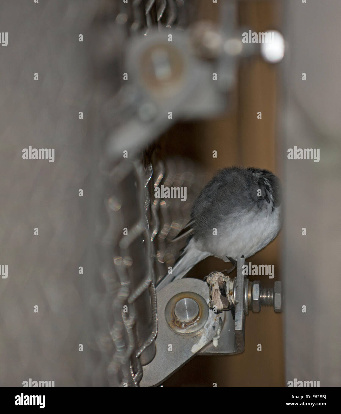 Pied Wagtails Motacilla alba roosting at Terminal 5 of Heathrow Airport London Stock Photo