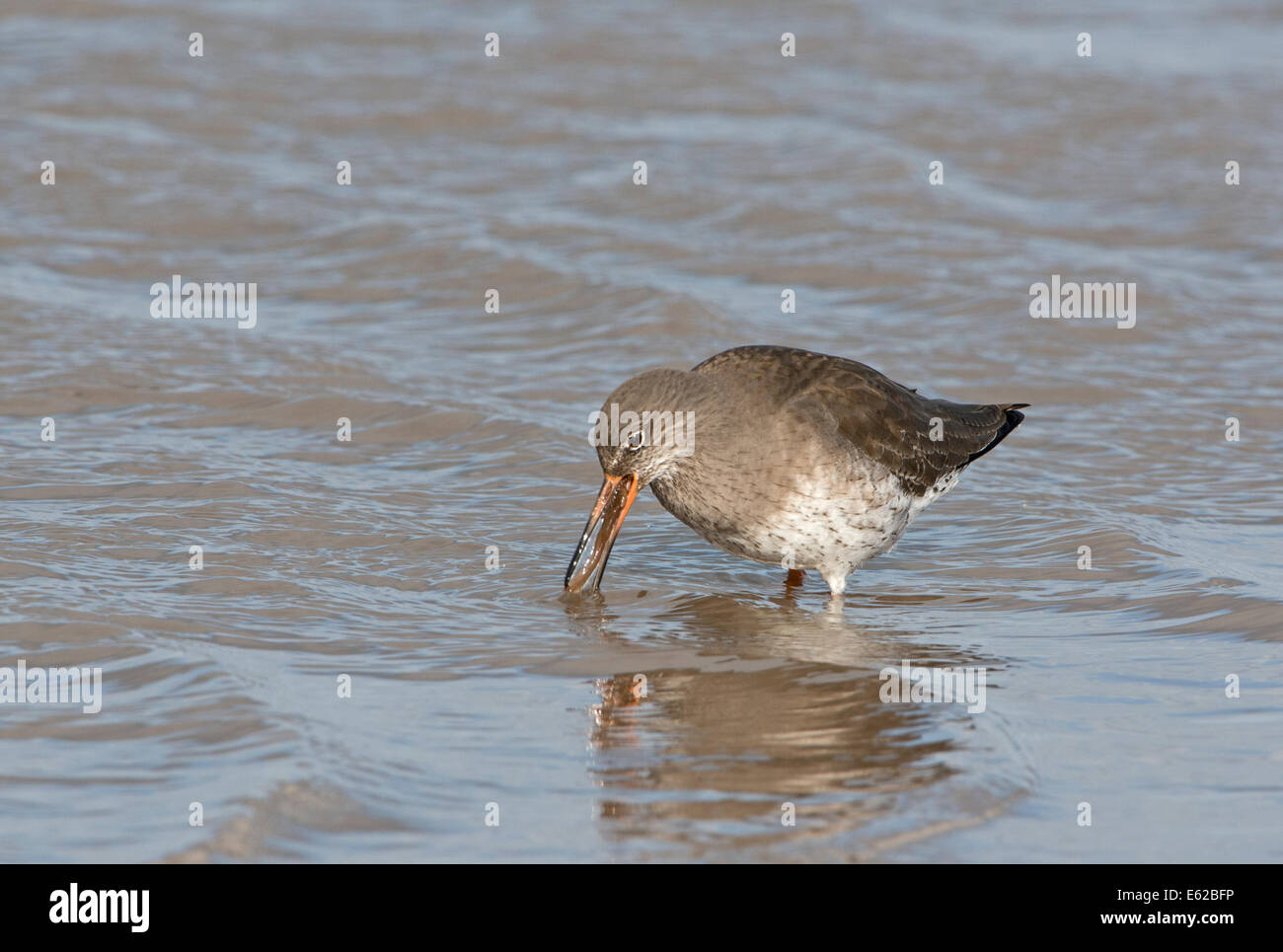 Common Redshank Tringa totanus feeding on ragworm North Norfolk winter Stock Photo