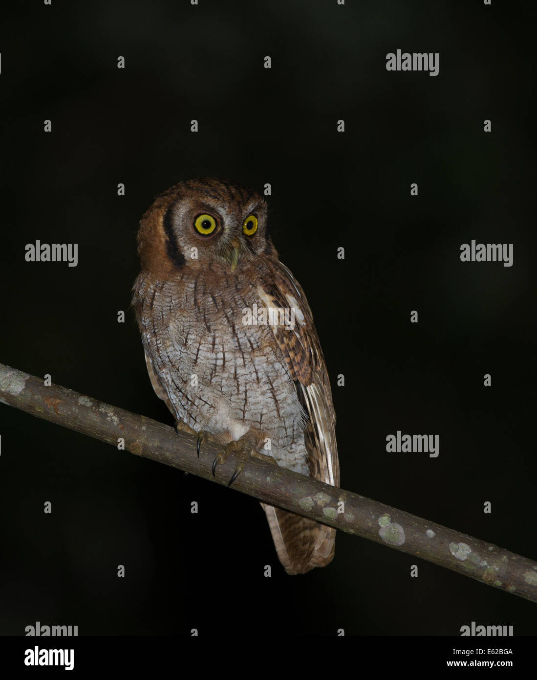 Amazon amazonas peru south america neotropics neotropical screech owl