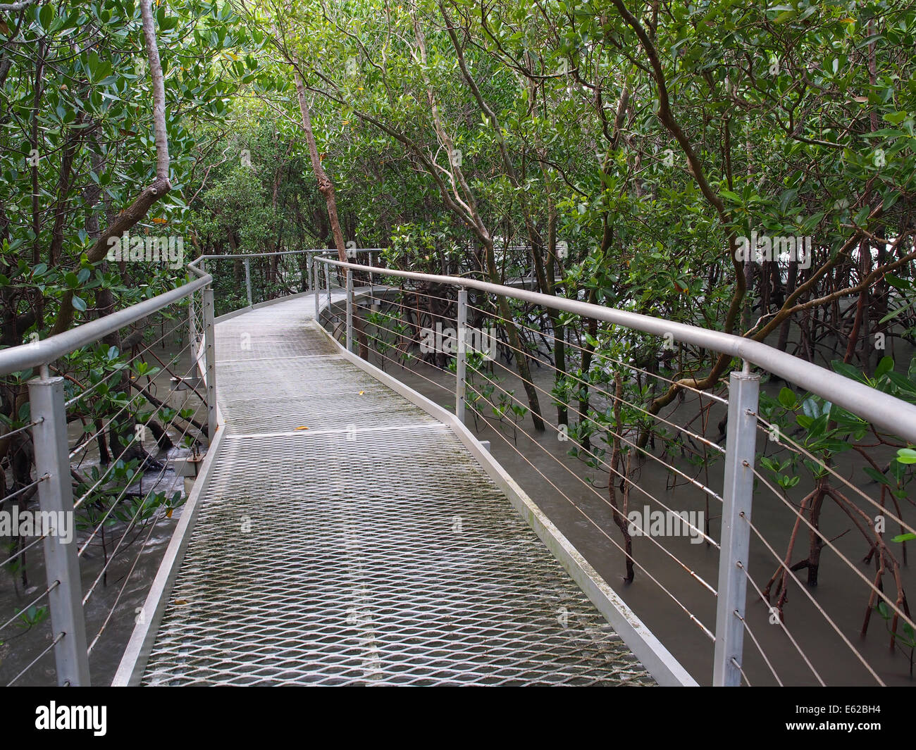 Mangrove boardwalk, East Point Reserve, Darwin, Australia Stock Photo