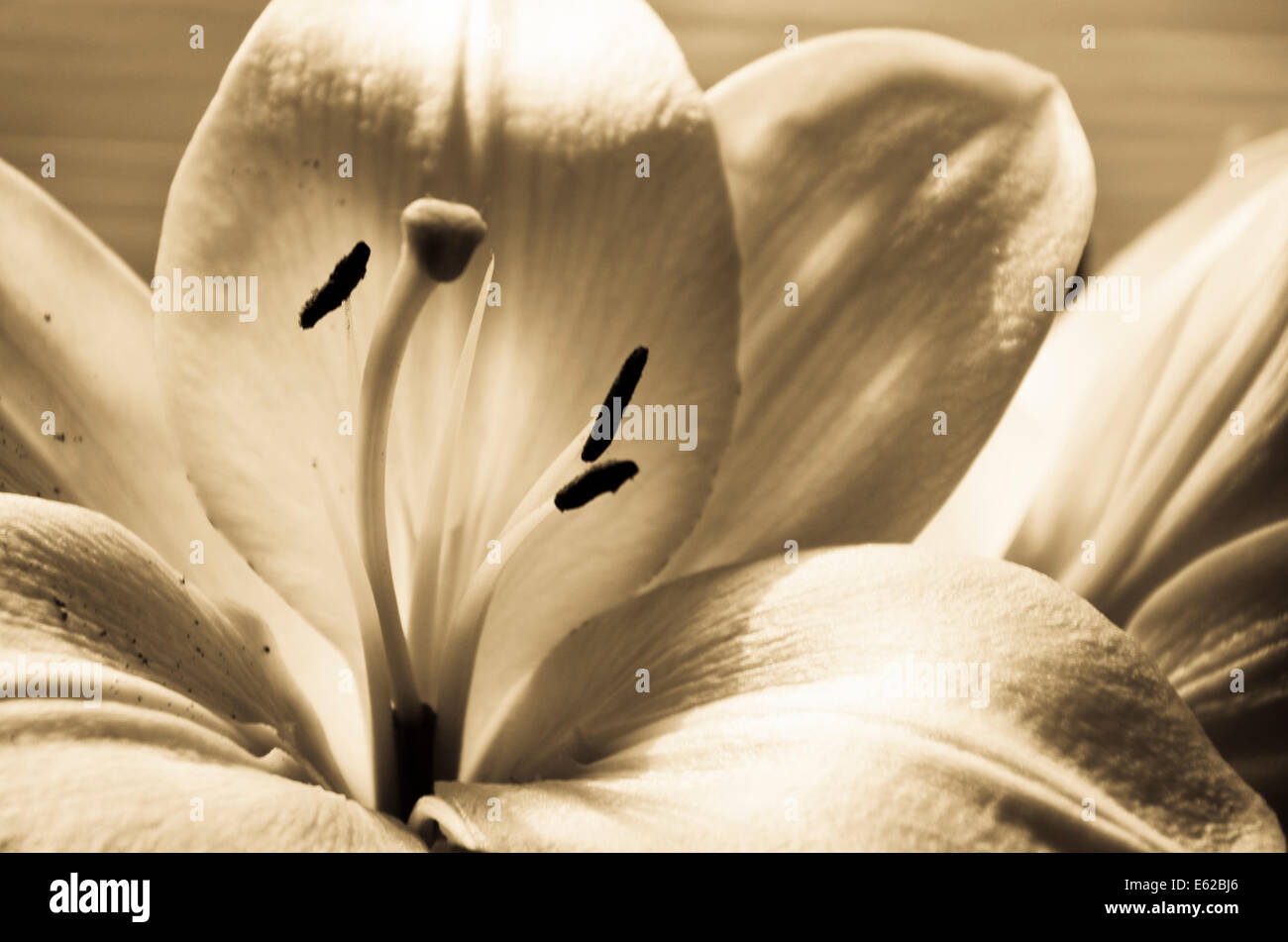 Sepia lily flower hi-res stock photography and images - Alamy