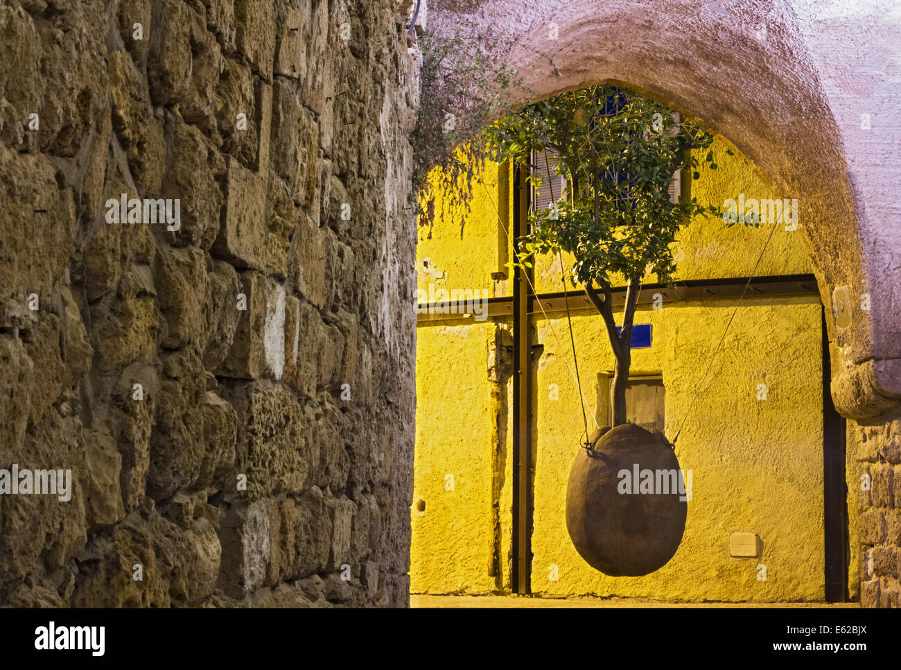 Beautiful photo of the hanging tree in old Jaffa. Israel Stock Photo