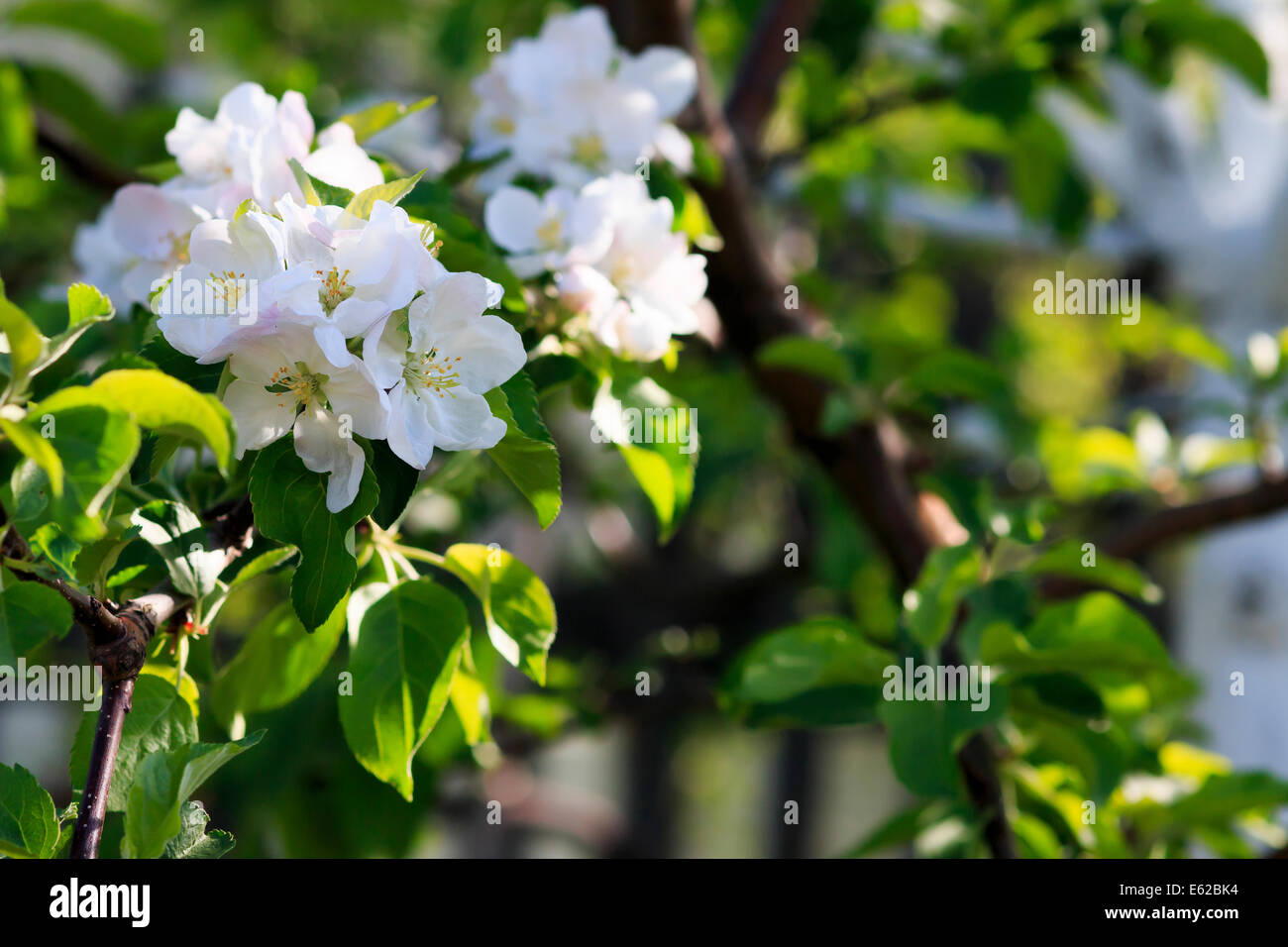 apple blossoms, tree branches Stock Photo