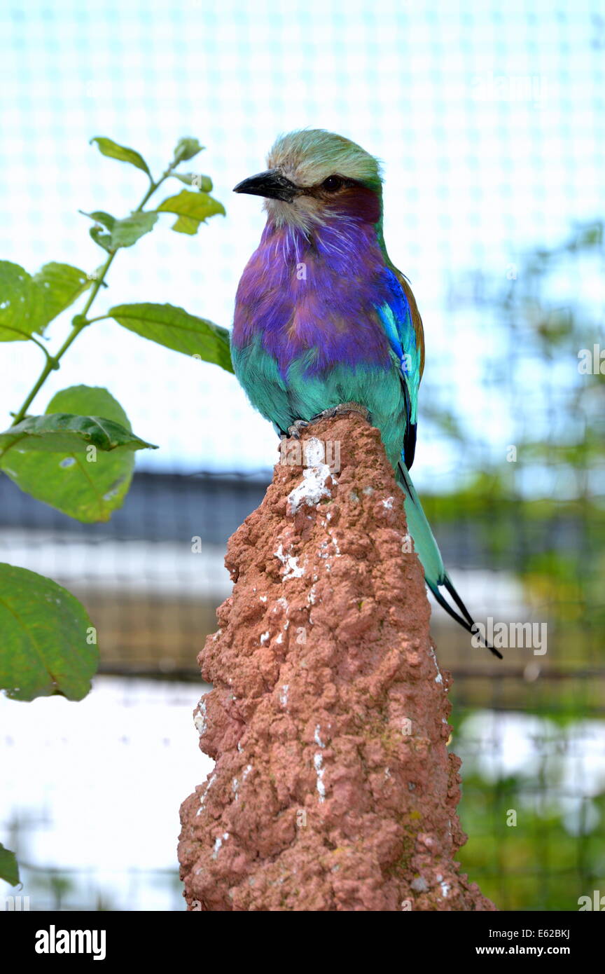 Blue termite hi-res stock photography and images - Alamy