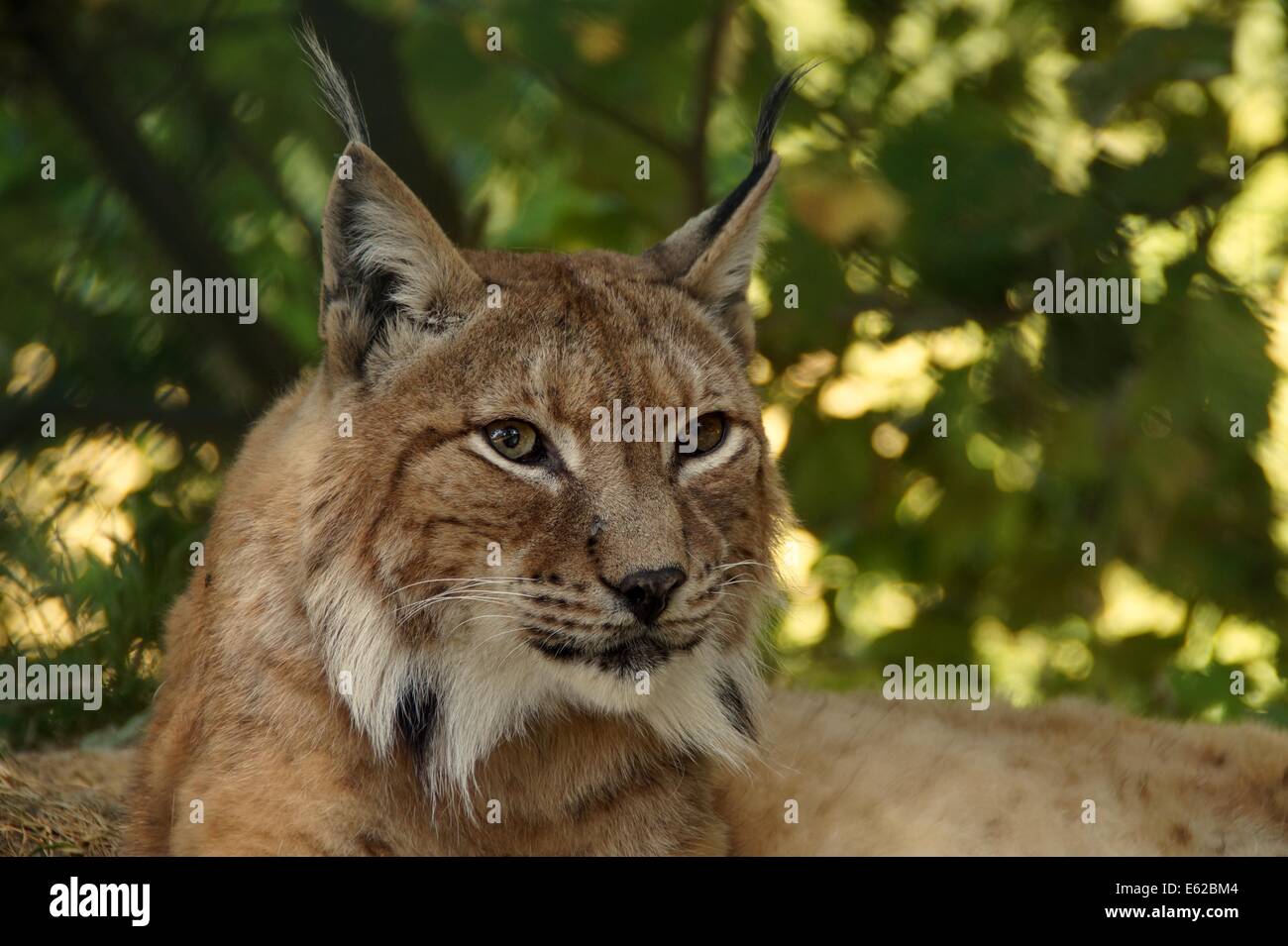 lynx animal cat wildcat lynx lynx eurasischer lynx Stock Photo