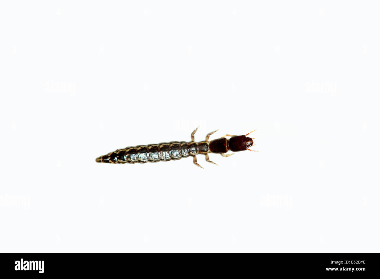 Snakefly (Raphidiidae spec.), larva, Rhine-Westphalia, Germany Stock Photo