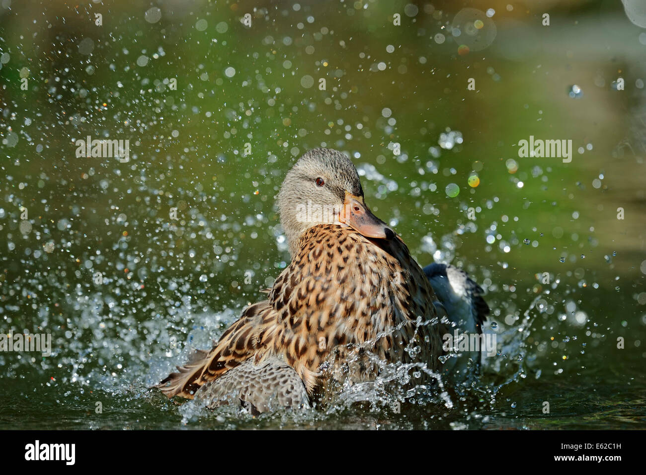 Mallard or Wild Duck (Anas platyrhynchos), female bathing, North Rhine-Westphalia, Germany Stock Photo