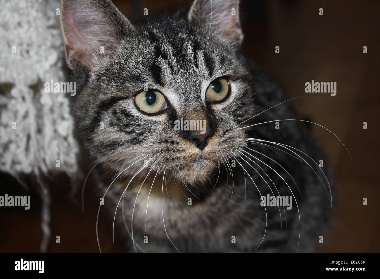 Young Tabby Cat Stock Photo - Alamy