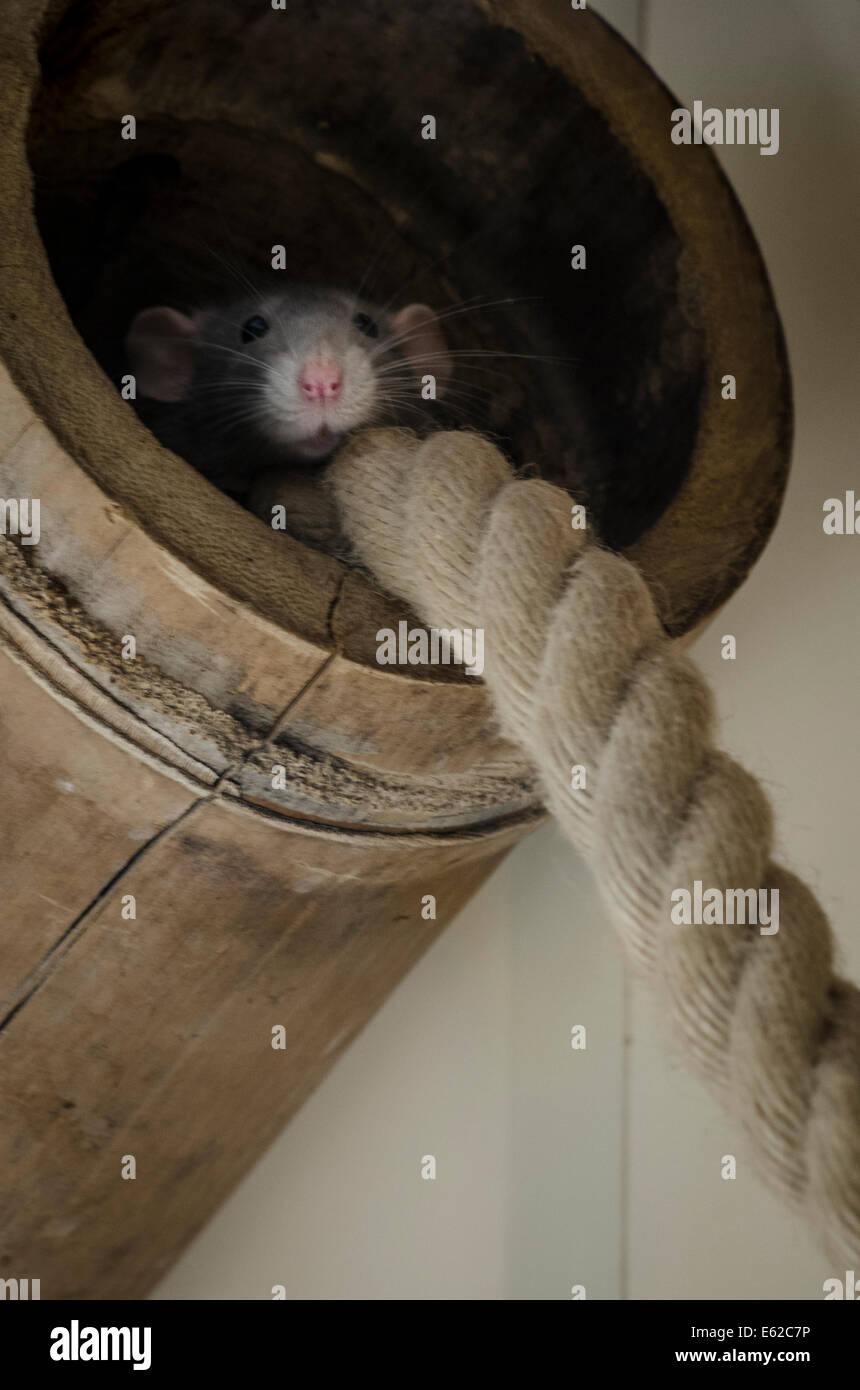 Rat in pipe with rope Stock Photo Alamy