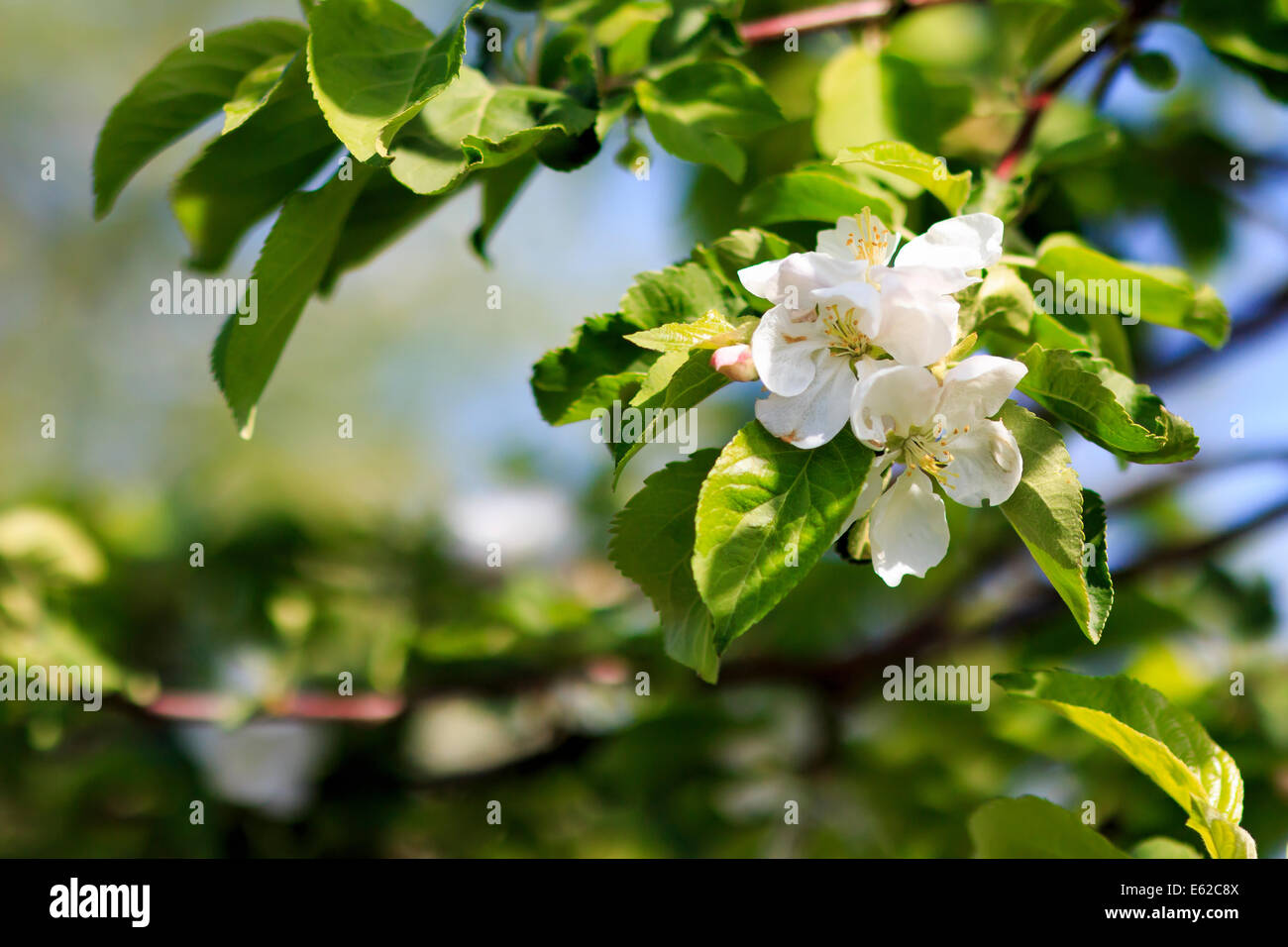 apple blossoms, tree branches Stock Photo