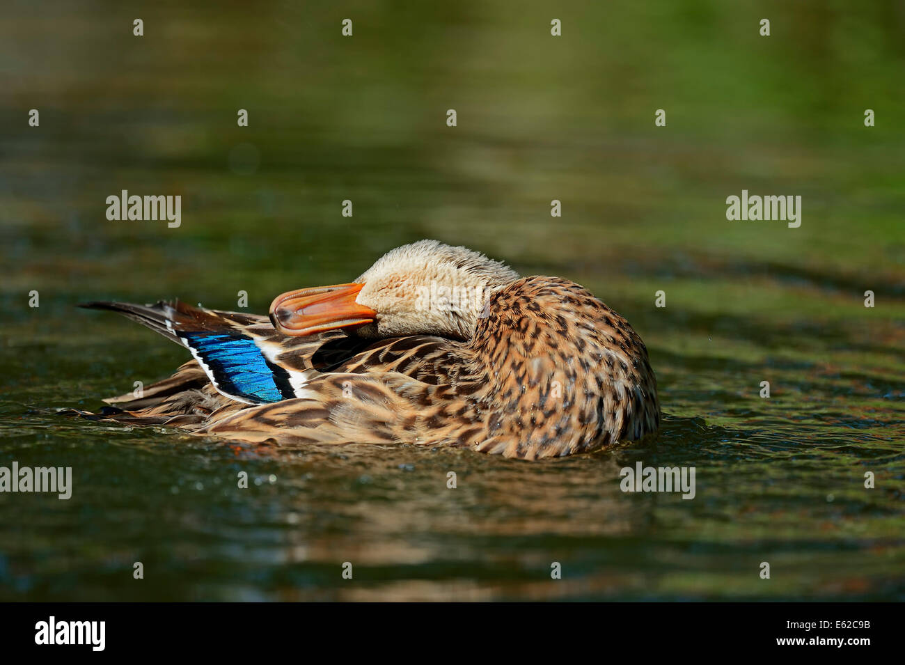 Mallard or Wild Duck (Anas platyrhynchos), female, North Rhine-Westphalia, Germany Stock Photo