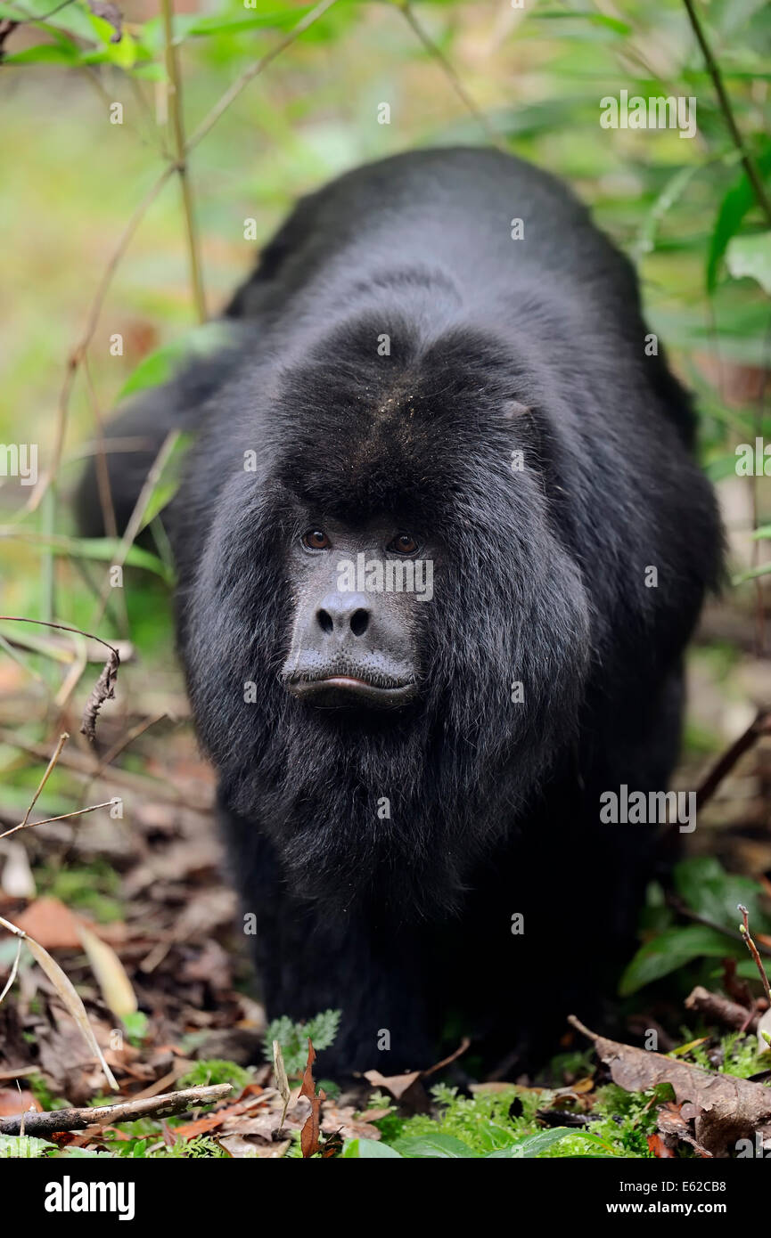 Black Howler Monkey (Alouatta caraya), male Stock Photo