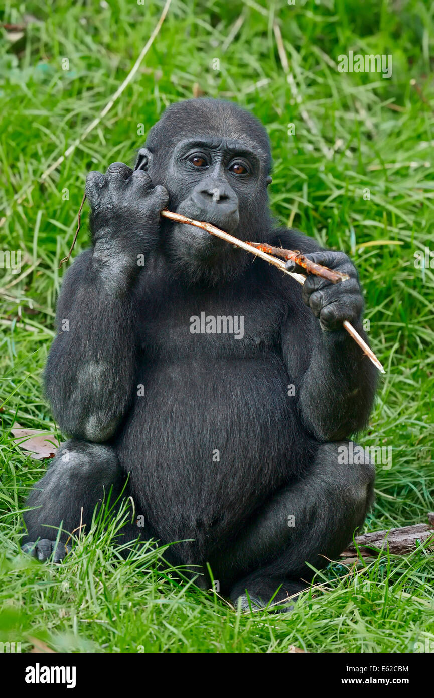 Western Lowland Gorilla (Gorilla gorilla gorilla), young Stock Photo