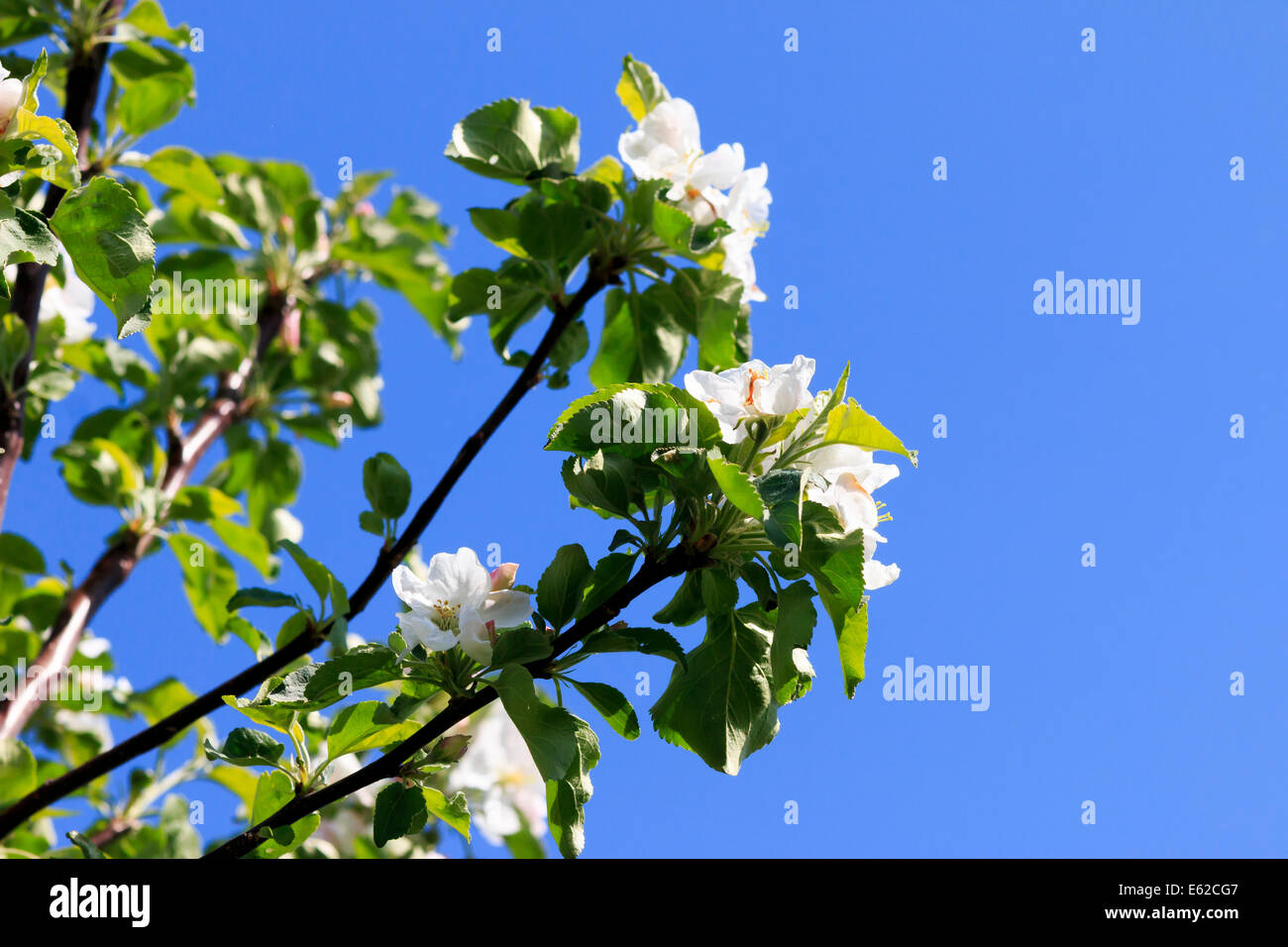 blooming apple tree branches against bright blue sky Stock Photo - Alamy
