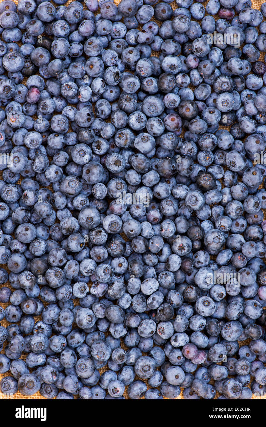 Vaccinium corymbosum. Harvested Blueberries Stock Photo