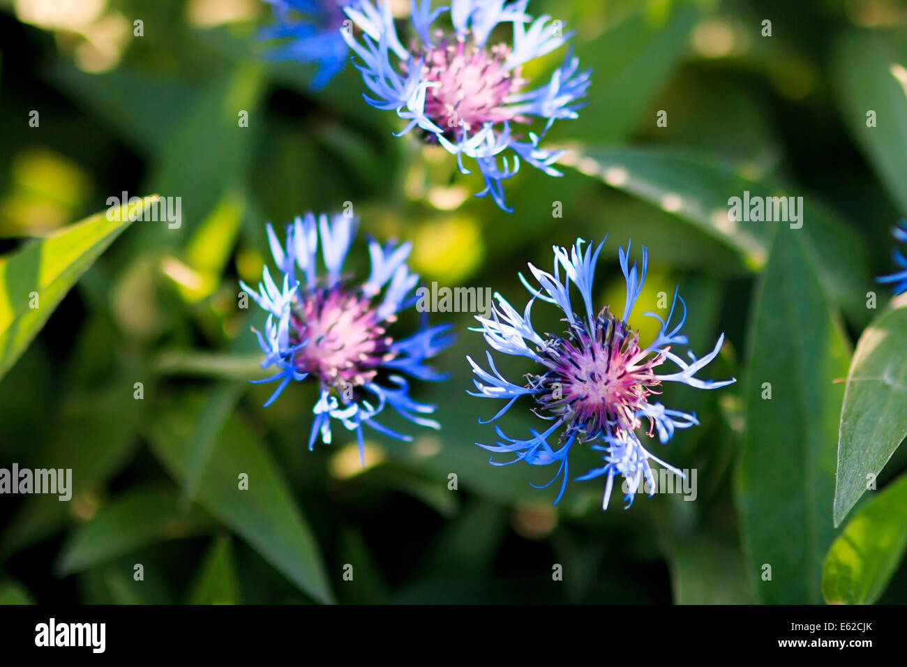 centaurea cyanus, cornflower close-up Stock Photo