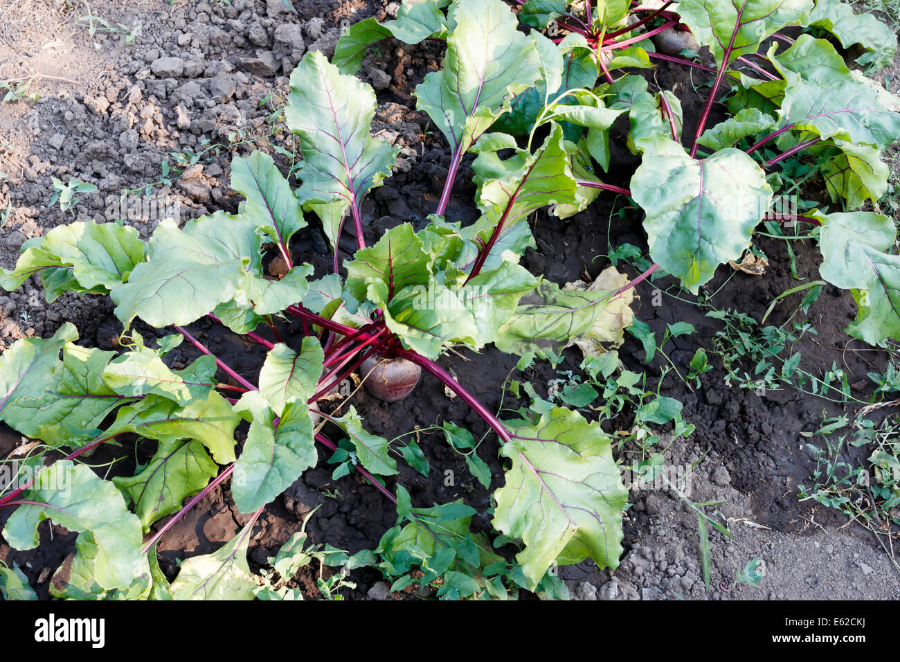 beets growing in the ground at garden Stock Photo Alamy
